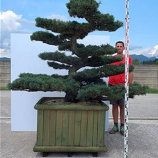 Pinus pentaphylla, Gartenbonsai Y42 - 140