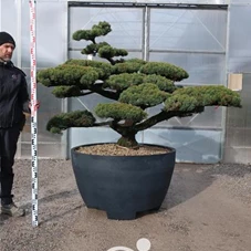 Pinus pentaphylla, Gartenbonsai YM19 - 110