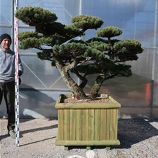 Pinus pentaphylla, Gartenbonsai YM22 - 140