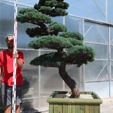 Pinus pentaphylla, Gartenbonsai YT10 - 220