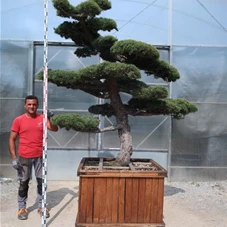 Pinus pentaphylla, Gartenbonsai F15 - 210