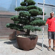 Pinus pentaphylla, Gartenbonsai YT15 - 170