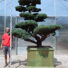 Pinus pentaphylla, Gartenbonsai YT3 - 230