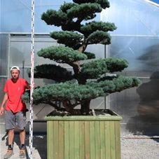 Pinus pentaphylla, Gartenbonsai YT4 - 240