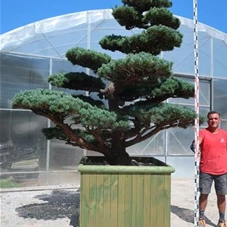 Pinus pentaphylla, Gartenbonsai YT2 - 220
