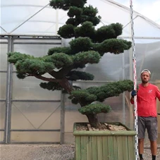 Pinus pentaphylla, Gartenbonsai Y27 - 240
