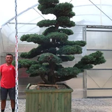 Pinus pentaphylla, Gartenbonsai Y29 - 250