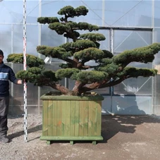 Pinus pentaphylla, Gartenbonsai YB170 - 170