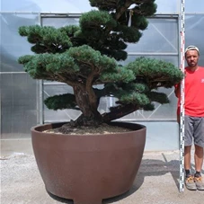 Pinus pentaphylla, Gartenbonsai YT33 - 190