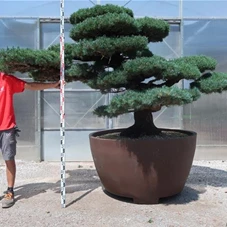 Pinus pentaphylla, Gartenbonsai Y33 - 150