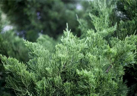 Juniperus chin.'Kaizuka' - Chinesischer Wacholder 'Kaizuka'