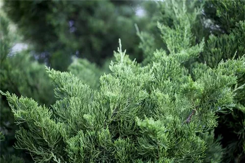 Chinesischer Wacholder 'Kaizuka' - Juniperus chin.'Kaizuka'