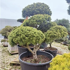Pinus mugo 'Mops' - Bonsai, Gartenbonsai Nr. 10 - 2023 125- 150