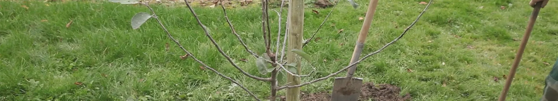 Apfelbaum Einpflanzen im Garten Semper Verde Pflanzenzentrum Ullmer GbR