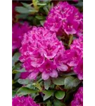 Rhododendron-Hybride 'Nova Zembla' - Rhododendron Hybr.'Nova Zembla' II