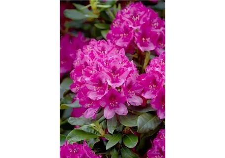 Rhododendron Hybr.'Nova Zembla' II - Rhododendron-Hybride 'Nova Zembla'