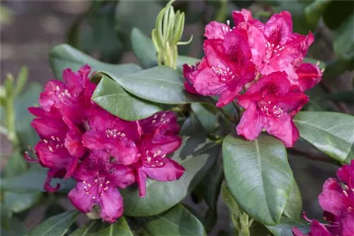 Rhododendron-Hybride 'Nova Zembla' - Rhododendron Hybr.'Nova Zembla' II