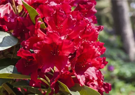 Rhododendron Hybr.'Rabatz' -R- IV - Rhododendron-Hybride 'Rabatz' -R-