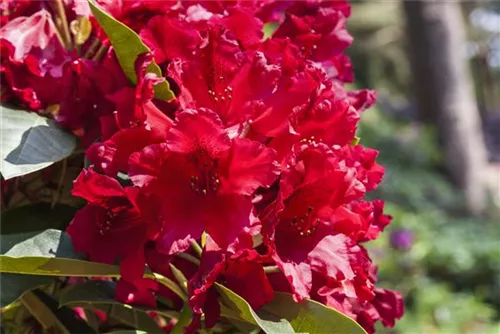 Rhododendron-Hybride 'Rabatz' -R- - Rhododendron Hybr.'Rabatz' -R- IV