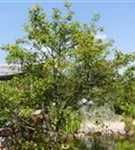 Kupfer-Felsenbirne - Amelanchier lamarckii - Baum