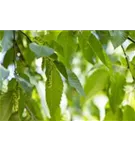 Hainbuche,Weißbuche - Carpinus betulus - Baum