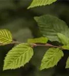 Hainbuche,Weißbuche - Carpinus betulus - Heckenelemente