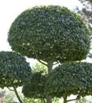 Hainbuche,Weißbuche - Carpinus betulus - Heckenelemente