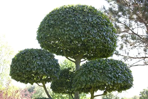 Carpinus betulus Heckenpflanzen, Hainbuche,Weißbuche Semper Verde