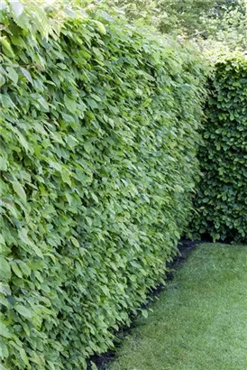 Hainbuche - Carpinus betulus - Unikum