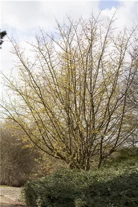 Kornelkirsche - Cornus mas - Baum