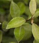 Wintergrüne Ölweide - Elaeagnus ebbingei - Formgehölze