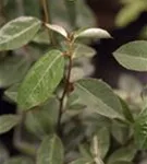 Wintergrüne Ölweide - Elaeagnus ebbingei - Mediterranes