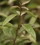 Wintergrüne Ölweide - Elaeagnus ebbingei - Formgehölze