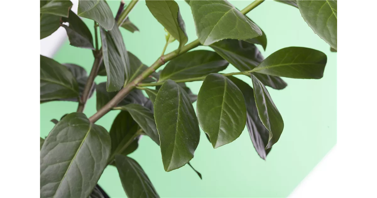 120-130 cm immergrün Kirschlorbeer-Stamm Dünger ! Prunus Piri 
