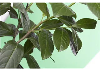 Prunus lauroc.'Novita' - Heckenpflanzen