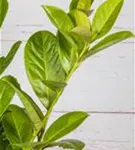Kirschlorbeer 'Novita' - Prunus lauroc.'Novita' - Formgehölze