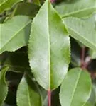 Portug.Lorbeerkirsche 'Angustifolia' - Prunus lusitanica 'Angustifolia' - Formgehölze