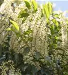 Portug.Lorbeerkirsche 'Angustifolia' - Prunus lusitanica 'Angustifolia' - Heckenpflanzen