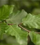 Rotbuche - Fagus sylvatica - Baum