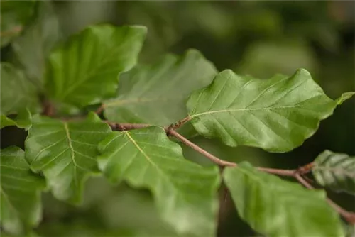 Rotbuche - Fagus sylvatica - Heckenpflanzen