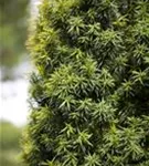 Japan.Zwergeibe - Taxus cuspidata 'Nana'