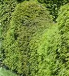 Heimische Eibe - Taxus baccata - Heckenpflanzen