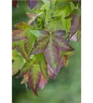 Amerikanischer Amberbaum - Liquidambar styraciflua - Heckenelemente