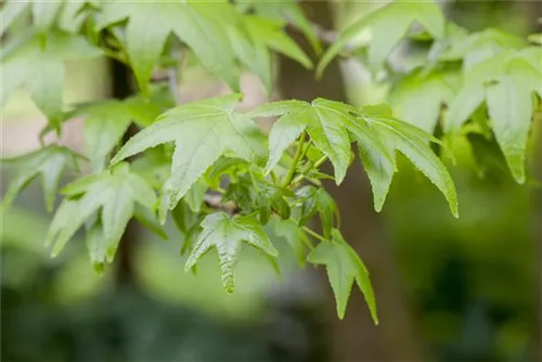 Amerikanischer Amberbaum - Liquidambar styraciflua - Formgehölze