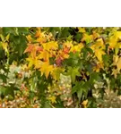Amerikanischer Amberbaum - Liquidambar styraciflua - Formgehölze