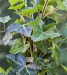 Efeu - Hedera hibernica - Kletterpflanzen