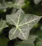 Efeu - Hedera hibernica - Kletterpflanzen