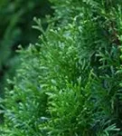 Lebensbaum 'Smaragd' - Thuja occidentalis 'Smaragd' - Heckenpflanzen