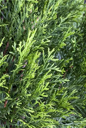 Lebensbaum 'Smaragd' - Thuja occidentalis 'Smaragd' - Heckenelemente