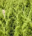 Lebensbaum 'Smaragd' - Thuja occidentalis 'Smaragd' - Heckenpflanzen